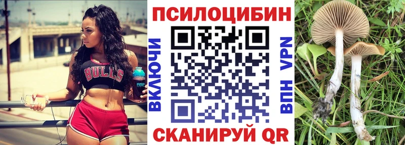 купить наркотики цена  Новая Ладога  блэк спрут ССЫЛКА  Галлюциногенные грибы Psilocybe 